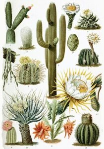 Plant Enthusiasts Blossom at De Anza Flea Market