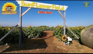 Trader's Village San Antonio Unveils Largest Sunflower Field