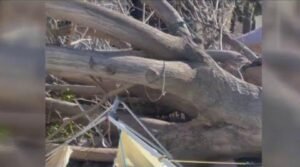 Massive Tree Collapse Shocks Melrose Trading Post Community