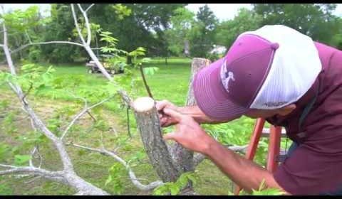 Pecan Tree 