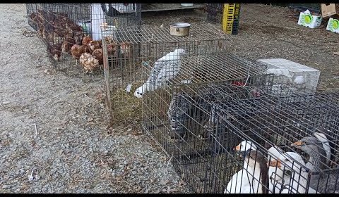 Eleven Acre Flea Market 