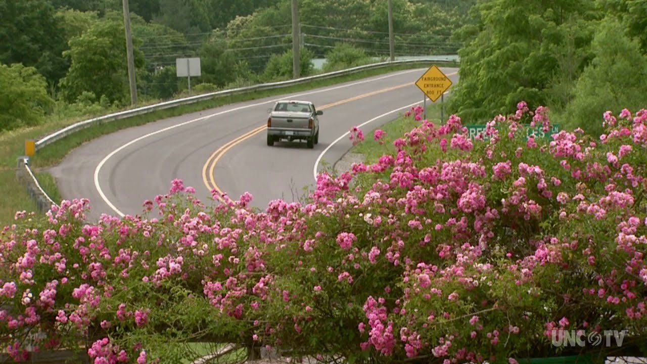 Discover Unique Treasures at North Carolina's U.S. Highway 21 Yard Sale