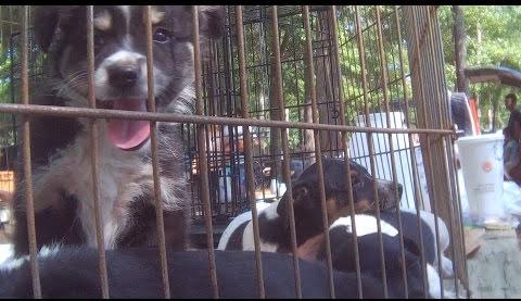 Unlicensed Puppy Mills Thrive at Georgia Flea Markets