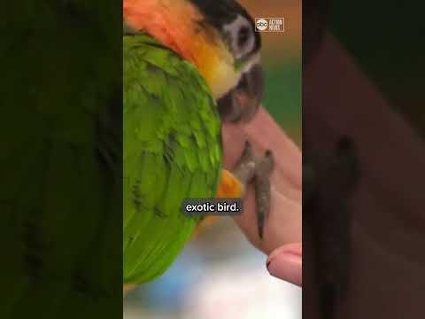 54-Year-Old Woman Arrested for Stealing $2,400 Baby Bird